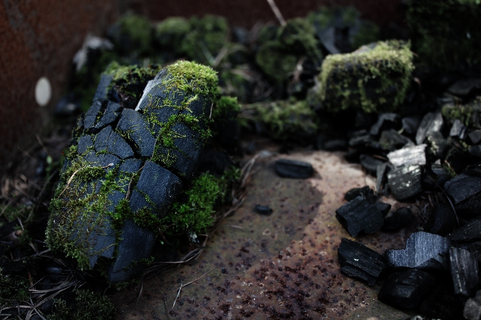 Stone coal moss nature