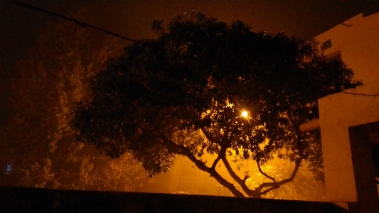 Foto árbol noche luz cielo