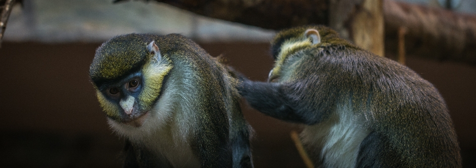 Macacos mamíferos
 animais mamífero