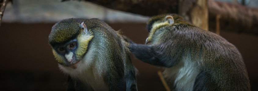 Foto Macacos mamíferos
 animais mamífero