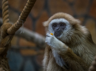 Monkey mammal animal portrait Photo