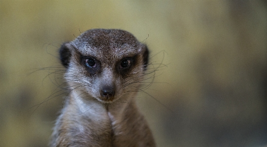 Foto Mamalia satwa potret meerkat