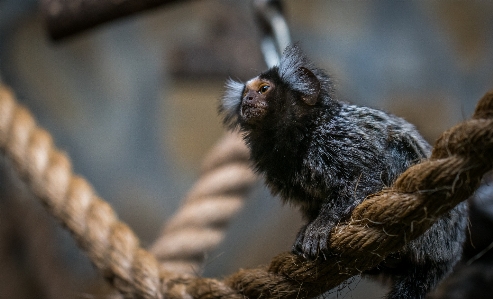 Photo Ouistiti
 mammifère animal portrait