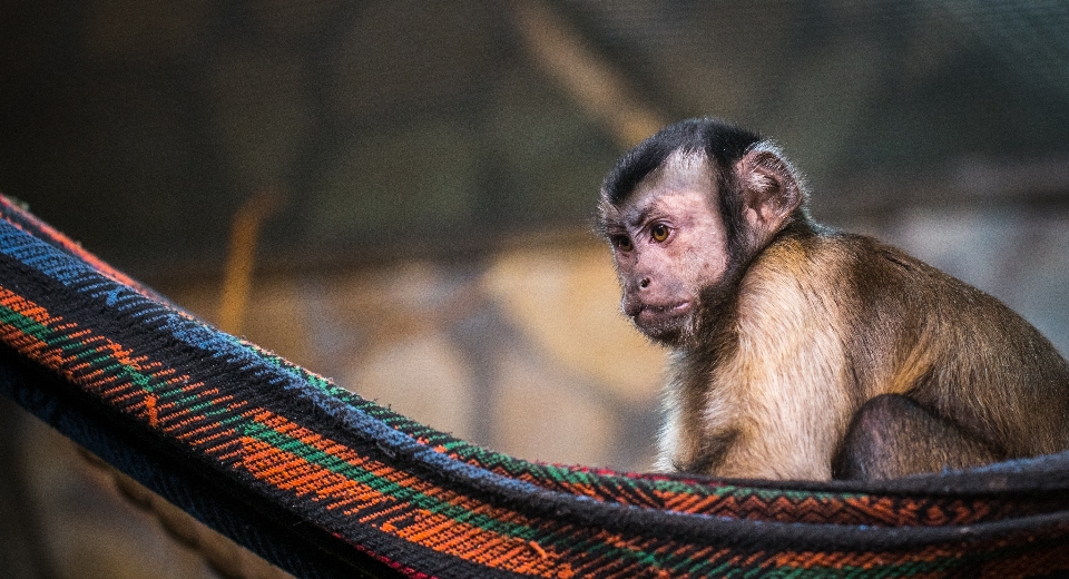 Singe mammifère animal portrait