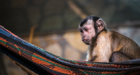 Monkey mammal animal portrait Photo