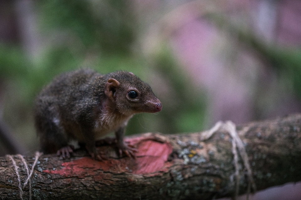 Animal portrait faune fauna