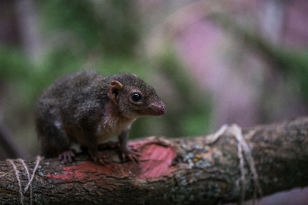 Foto Animal retrato animais selvagens fauna