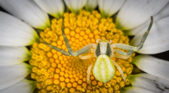 Spider arachnid insect macro Photo