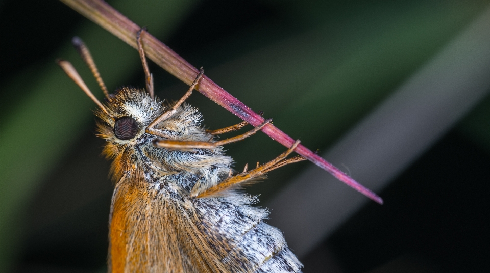 Serangga makro kupu-kupu invertebrata