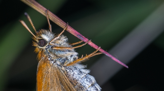 Insect macro butterfly invertebrate Photo