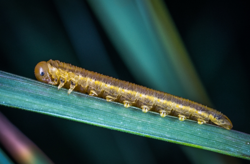 Böcek makro larva
 tırtıl