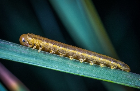 Insect macro larva caterpillar Photo