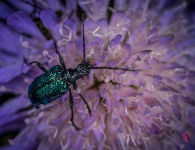 Bug insect flower macro Photo