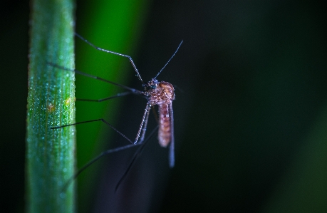 Macro insect invertebrate photography Photo