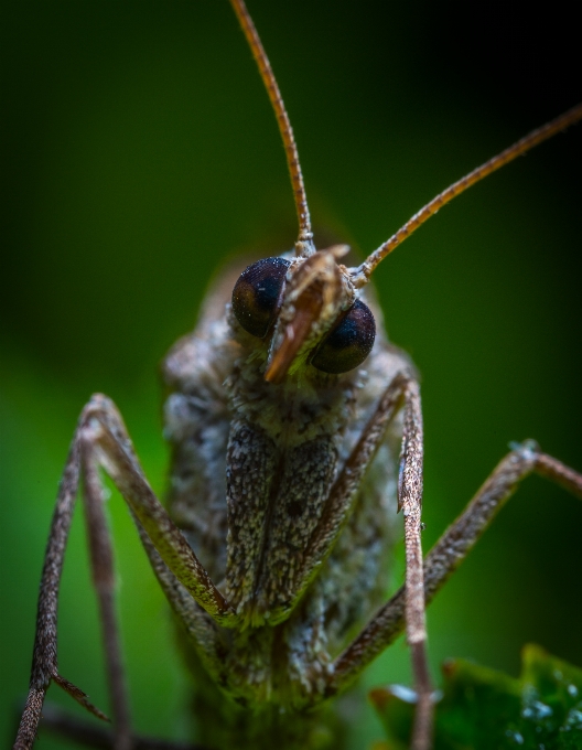 Macro insect butterfly eyes