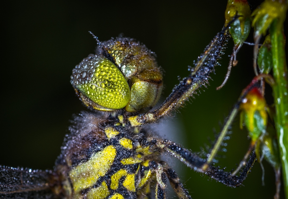 Libellula rugiada insetto macro