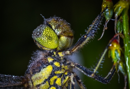 Foto Capung embun serangga makro