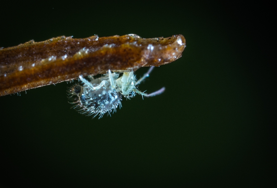 Macro insect photography close up