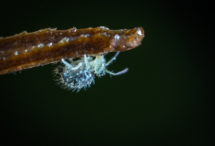 Macro insect photography close up Photo