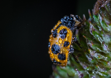 Ladybug insect bug macro Photo