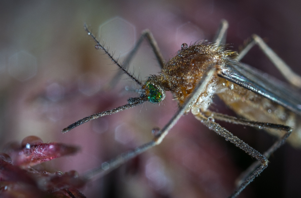 Macro insect mosquito dew