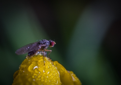 Foto Makro serangga terbang fotografi makro
