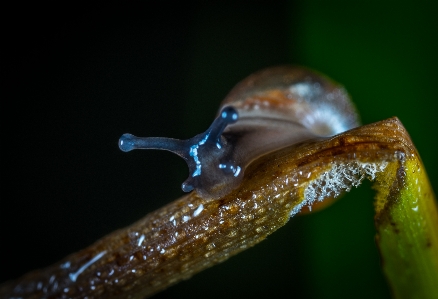 Foto Makro siput dan siput
 fotografi makro
