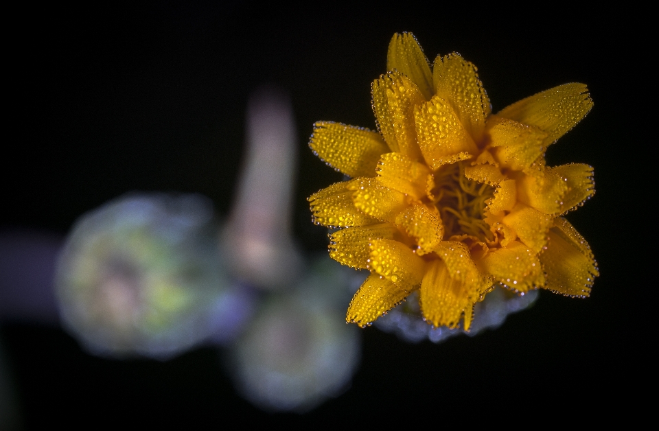 Flor macro orvalho amarelo