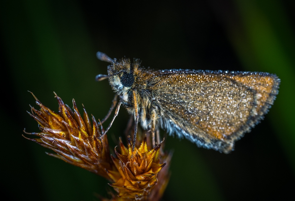 Makro insekt schmetterling makrofotografie
