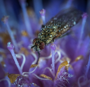 Foto Makro serangga terbang embun