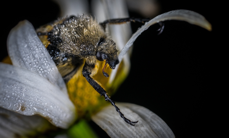 Macro insect bug flower