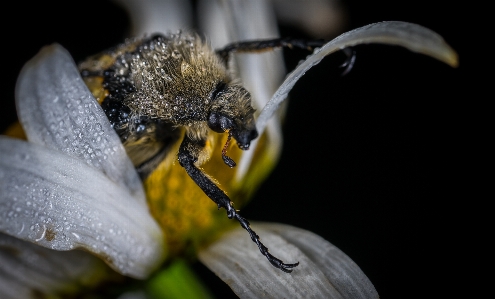 Foto Makro serangga bunga fotografi makro
