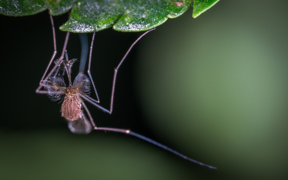 Makro serangga nyamuk fotografi makro
