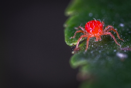 Foto Makro tungau fotografi makro
 merapatkan
