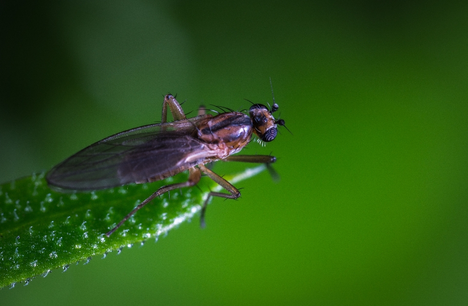 Macro insect fly pest