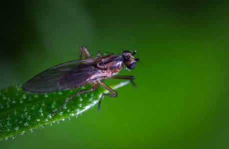 Macro insect fly pest Photo