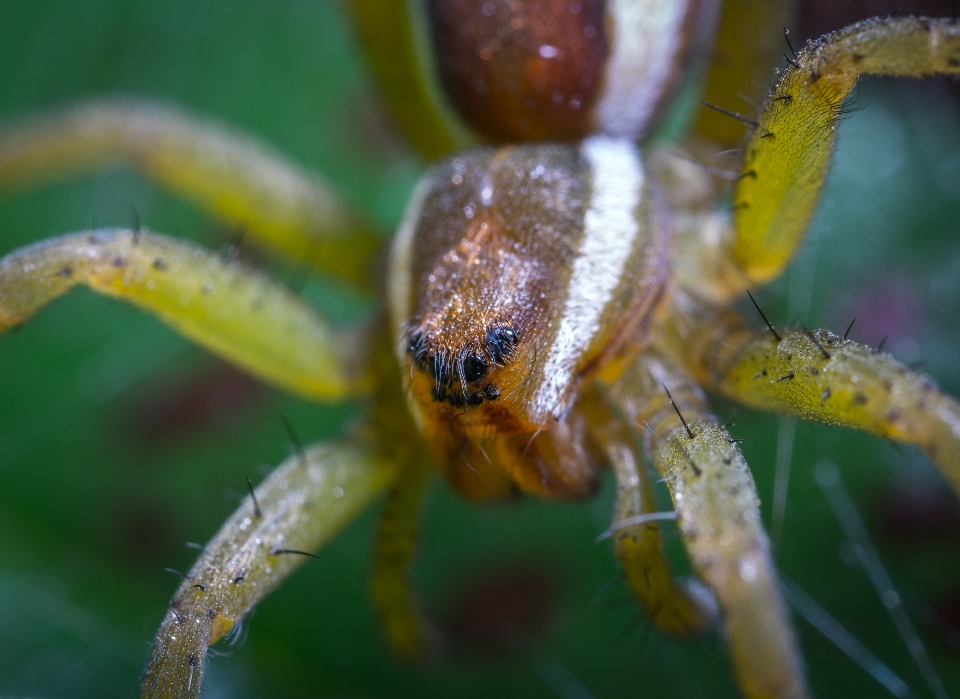 Araignée arachnide
 macro portrait