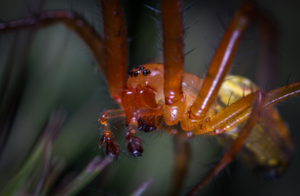 Araignée arachnide
 insecte macro