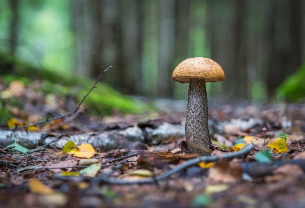 Photo Champignon forêt feuilles des arbres