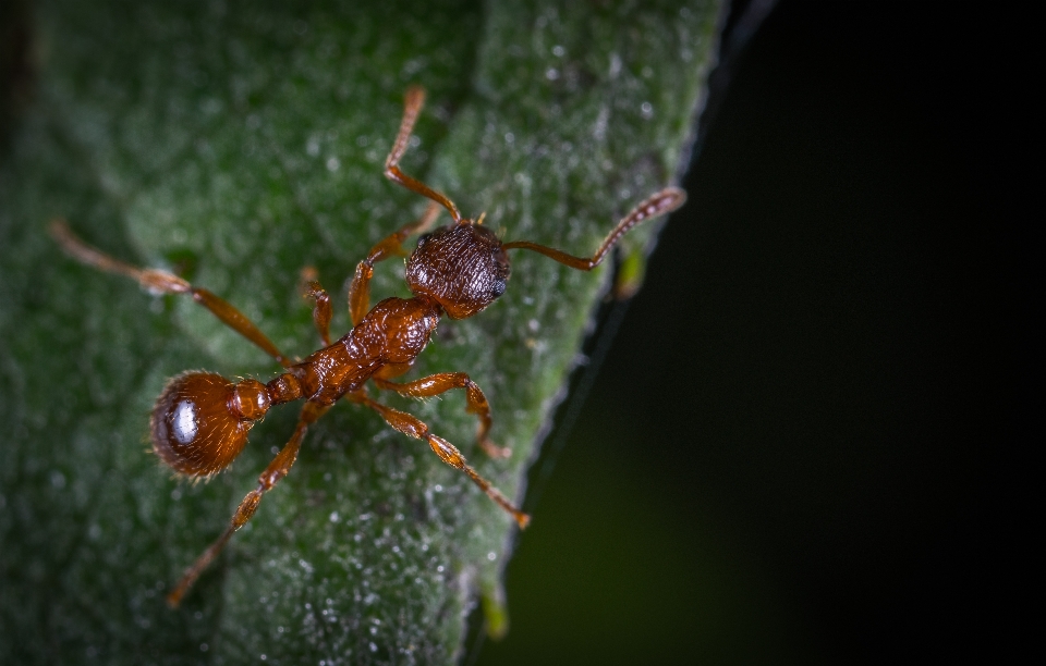 Macro insect ant pest