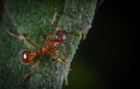 Macro insect ant pest Photo