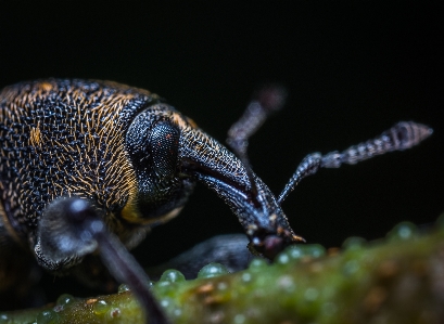 Foto Makro serangga fotografi makro
 merapatkan
