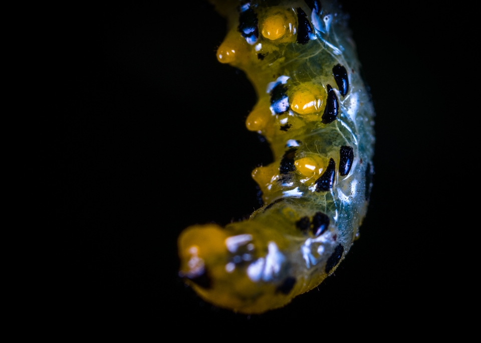 Macro insect caterpillar photography