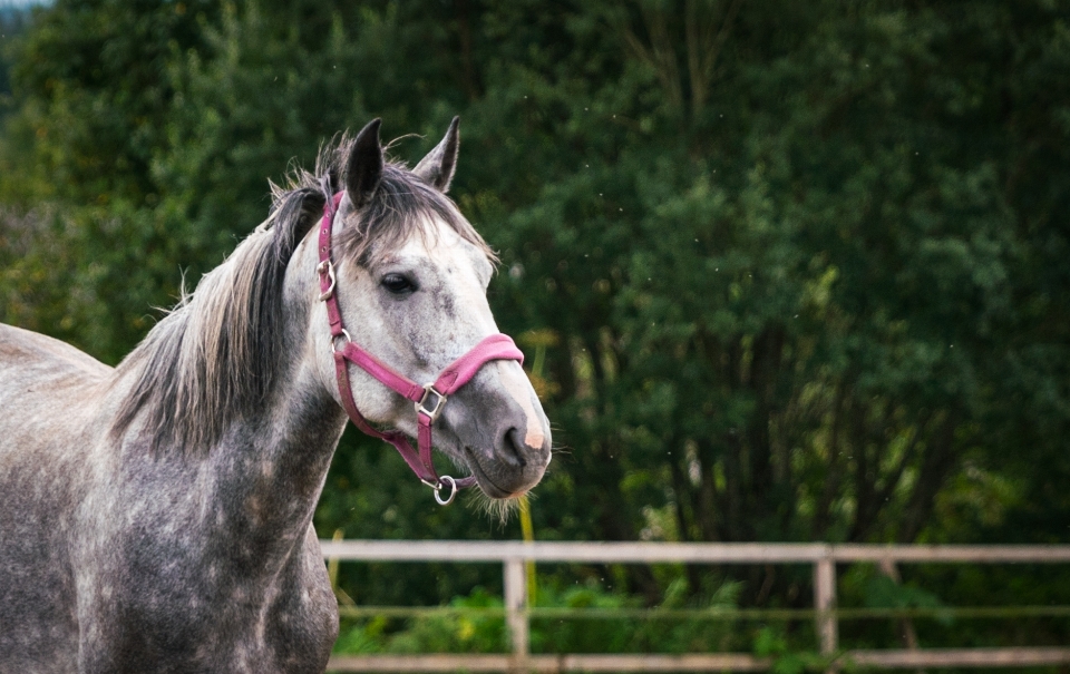 Cavalo animal retrato juba
