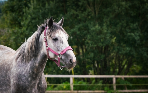 Horse animal portrait mane Photo