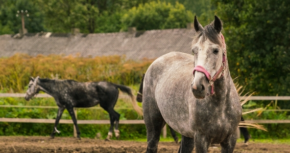 Photo Cheval animaux pâturage
 comme mammifère
