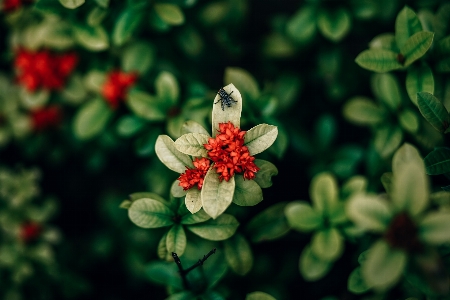 Foto árbol hoja flor flora