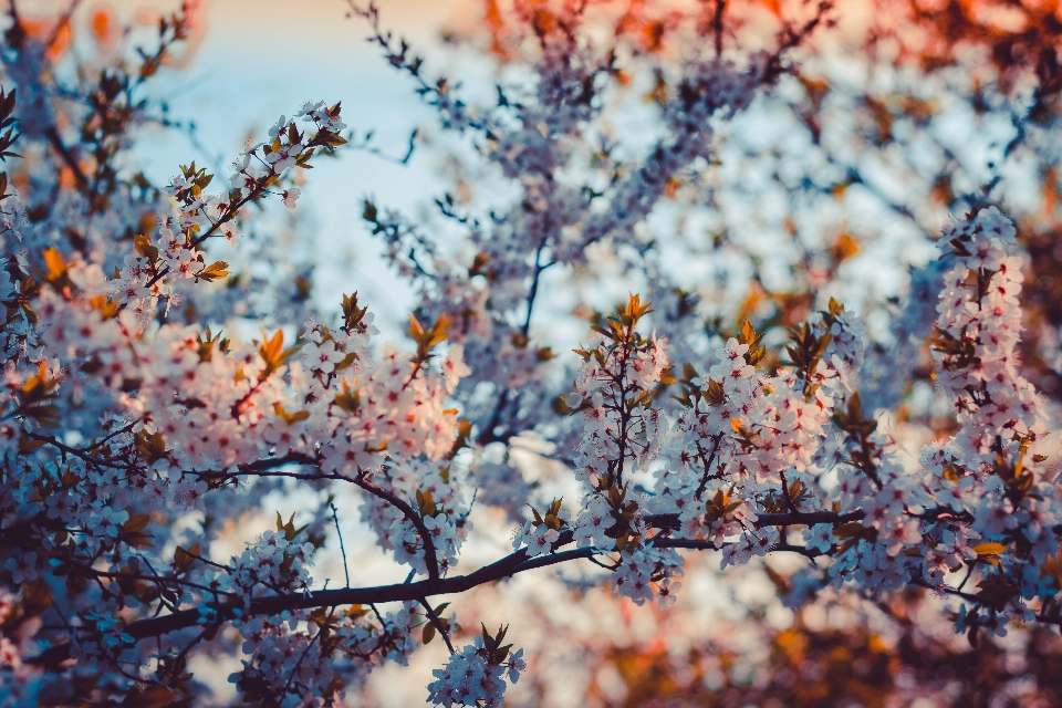 Tree flower sun nature