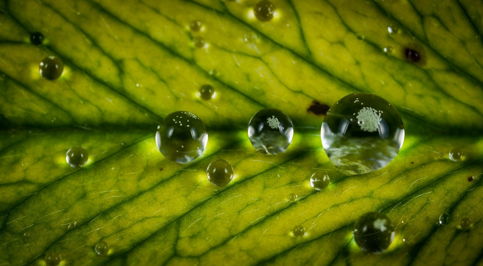 葉 緑 水 落とす