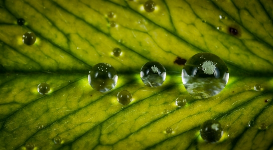 Leaf green water drop Photo